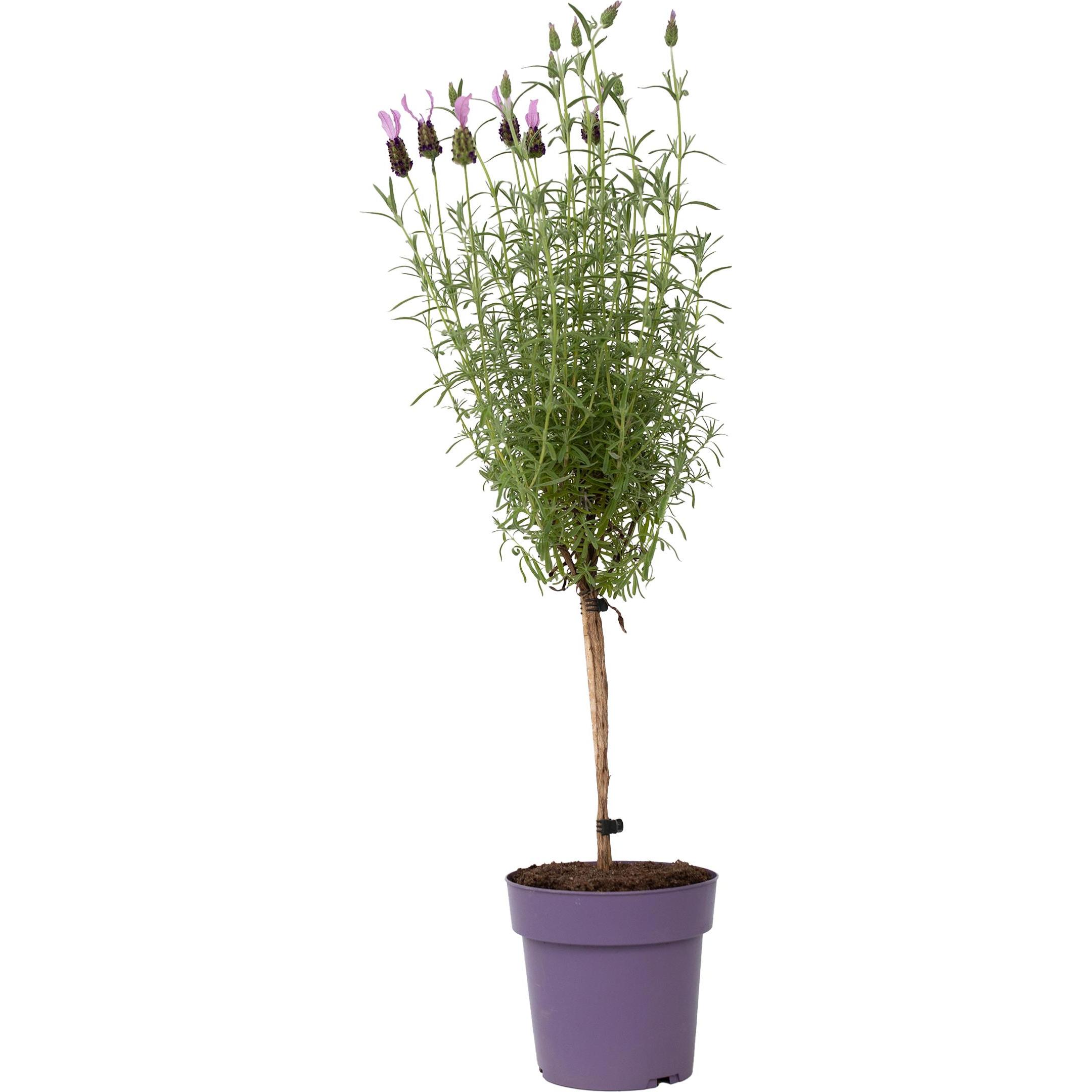Plant in a Box, Pflanzen, Lavandula stoechas 'Anouk' - Lavendelbaum (45 cm)