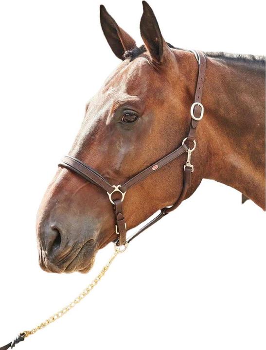 Image du produit Licol en cuir Ready To Ride