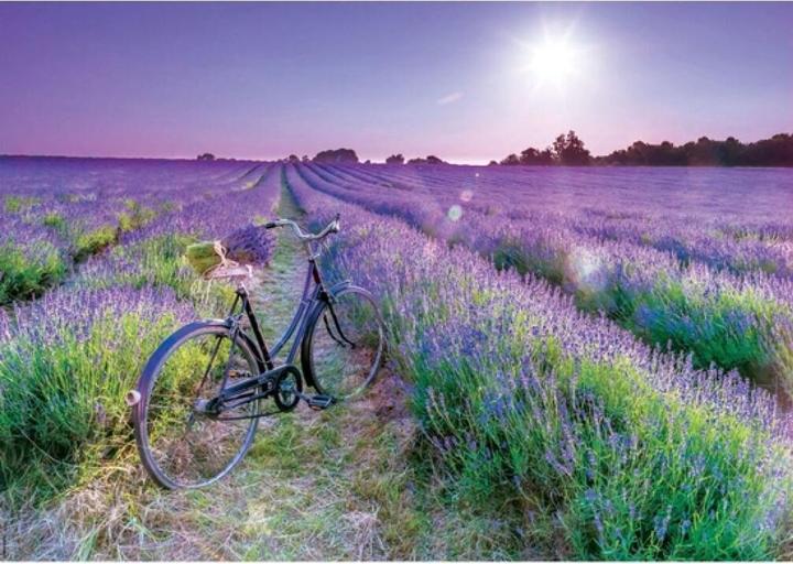 Image du produit Educa Champ de lavande 1000 pièces puzzle (1000 pièces)