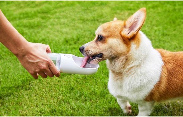 Produktbild Petkit One-Touch