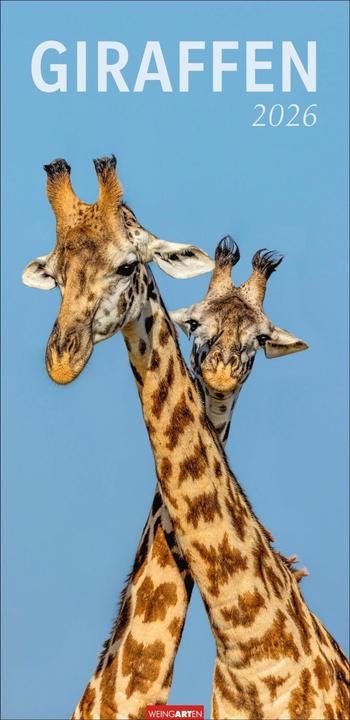 Produktbild Giraffen Kalender 2026 (33 x 68 cm)