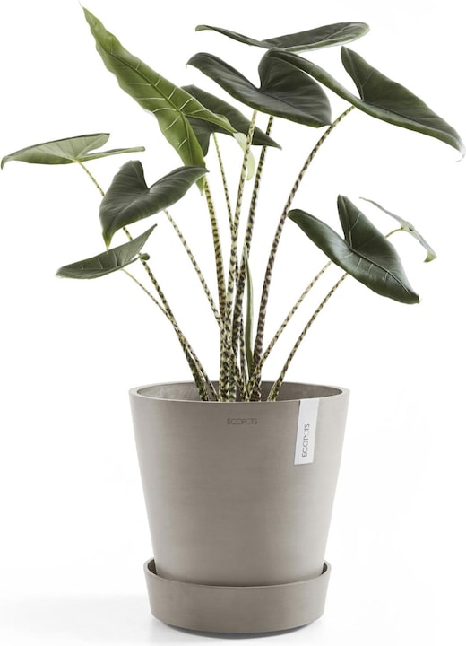 Actual product image Ecopots Saucer on Wheels