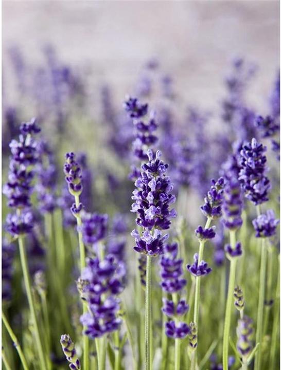 Produktbild B+W NL 2 Nahlinse 67mm +2 E (67 mm, Nahlinsen)