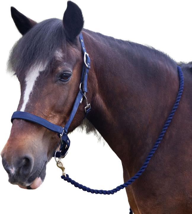 Immagine prodotto Gallop Premium Imbottito Cavezza e Guinzaglio per Cavallo Set