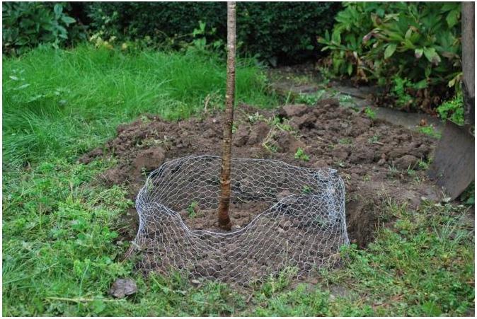 Actual product image Kerbl Vole basket