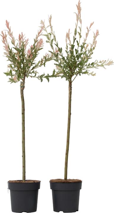 Immagine prodotto Plant in a Box Salix integra 'Flamingo' - Set di 2 Loosestrife (100 cm)