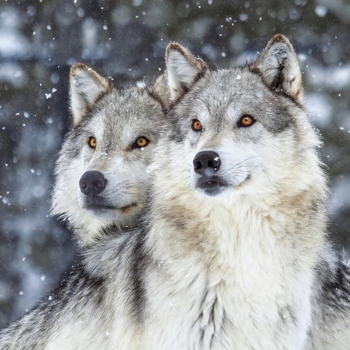 Produktbild Wölfe/Wolves 2026