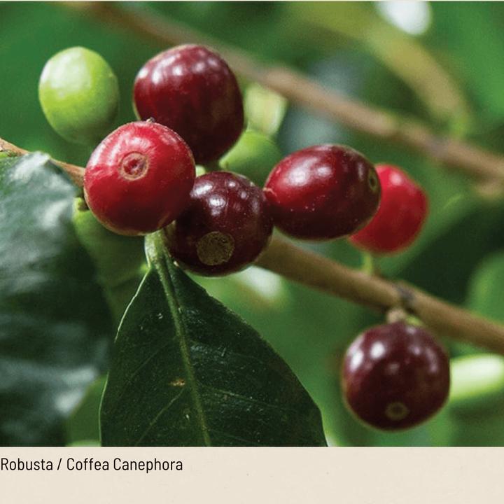 Produktbild Tropical Mountains Robusto (10 x Port.)