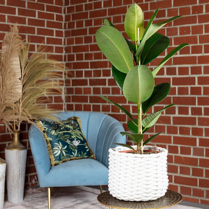 Produktbild Flowerbox Gummibaum - Ficus elastica "Robusta" (70 cm)
