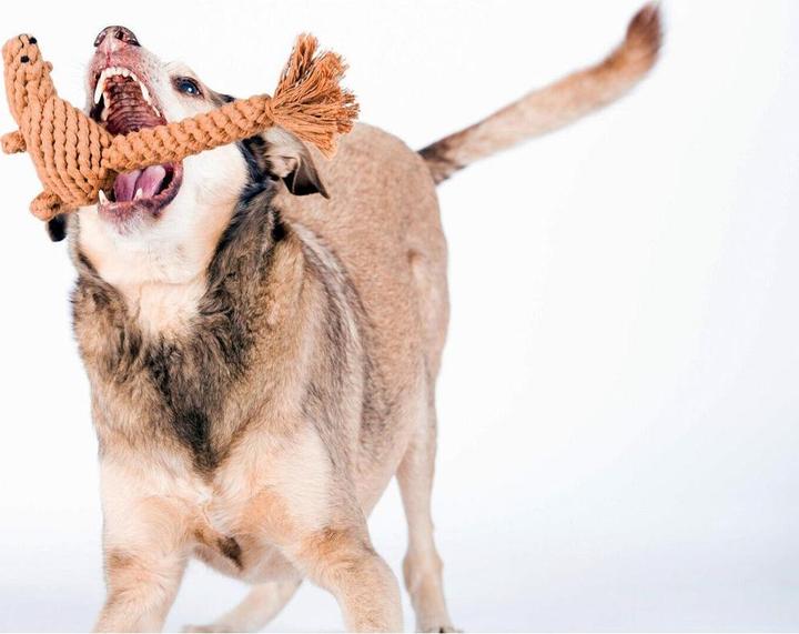 Actual product image Laboni Eddie Eichhorn (Retrieval, Litter toy dog, Dog chew toy)