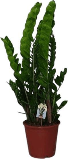 Produktbild Plantlovers Zamioculcas Zamiifolia (Glücksfeder) (90 cm, Frisch umgetopft)