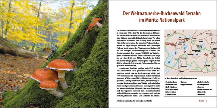 Produktbild Mecklenburgs alte Buchenwälder (Deutsch, Klaus Borrmann, 2012)