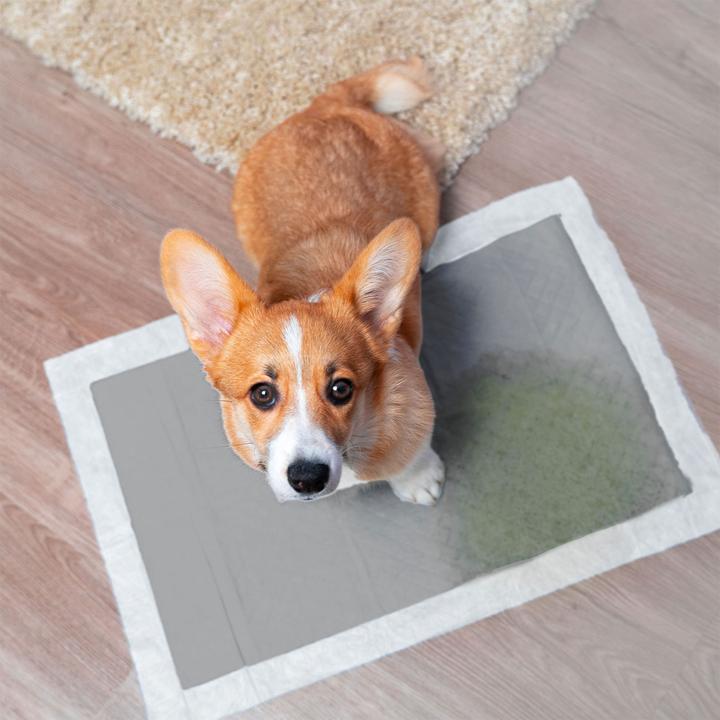 Actual product image Lola Toys Training mats for dogs, 180 pieces, with activated charcoal, leak-proof, 60 x 60 cm each (Dog)