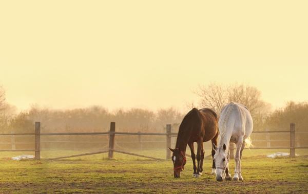 Produktbild Plaion Wendy - Die komplette Serie DVD-Box (DVD, 2018, Deutsch)