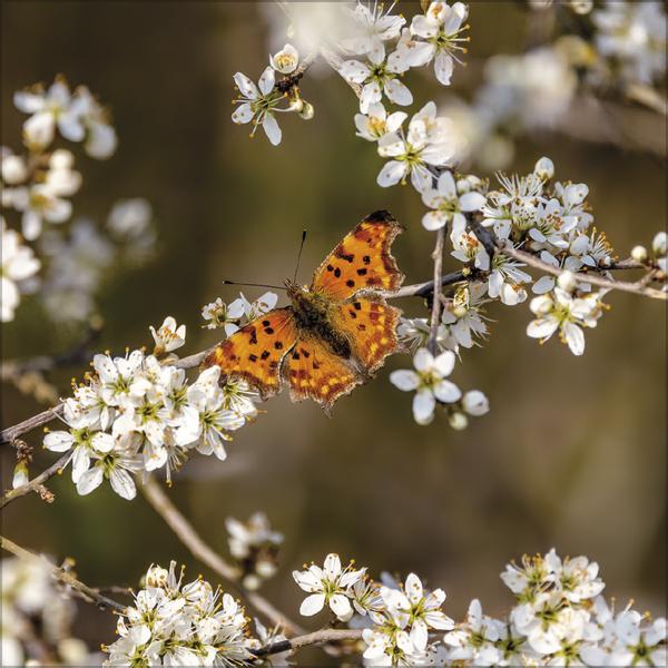 Produktbild Tiere des Waldes 2026 (30 x 30 cm)