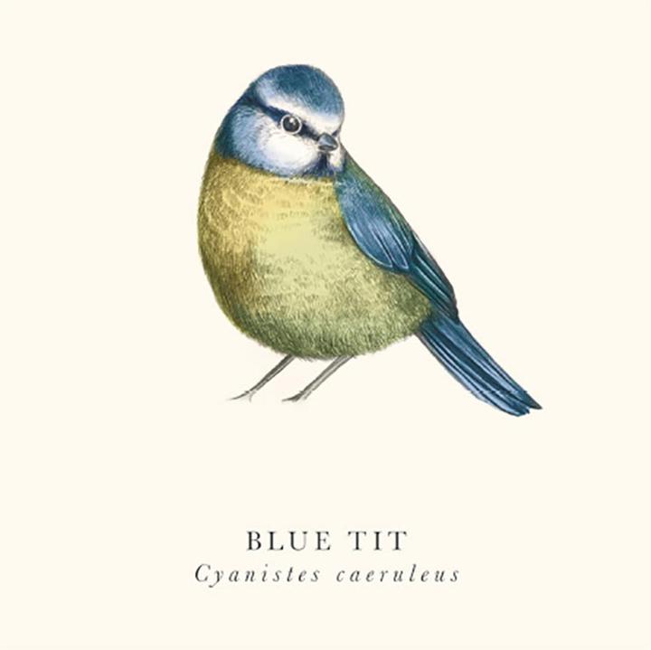 Actual product image Tall Boy Prints Blue Tit Print