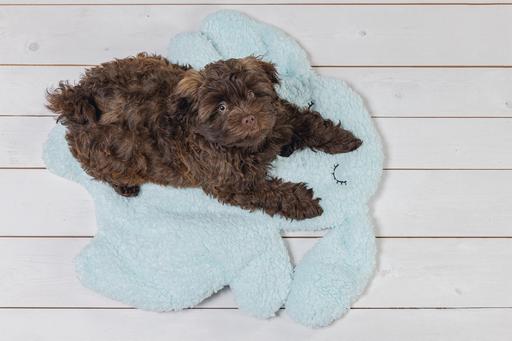 Immagine prodotto Beeztees Pimba (Cane)