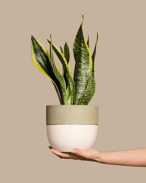 Produktbild feey Schwiegermutterzunge (30 cm, Frisch umgetopft)