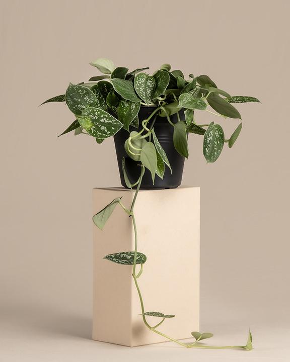 Actual product image feey Gefleckte Efeutute (35 cm, Freshly repotted)