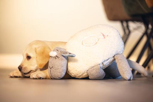 Actual product image Beeztees Herzschlag (Puppy Toy)