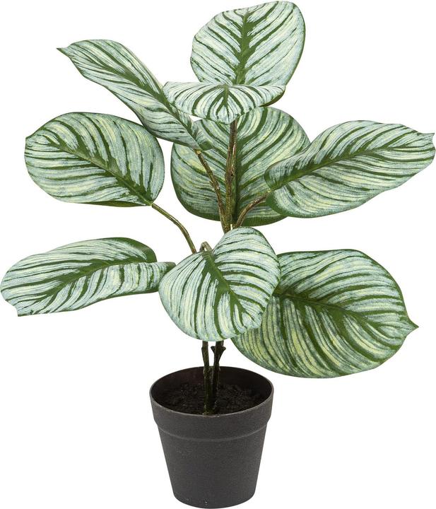 Image du produit Botanic-Haus Kalathéa (40 cm)