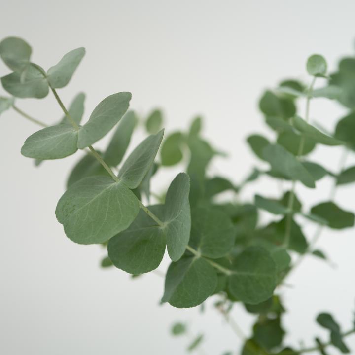 Actual product image Plant in a Box Eucalyptus Pulverulenta - Set of 6 Silver-leaved Eucalyptus (25 cm)