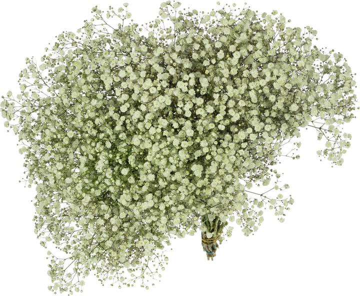 Produktbild Flowerbox Bund Schleierkraut - Gypsophila paniculata Xlence (Schnittblumen)