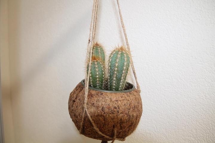 Image du produit Cactus en macramé