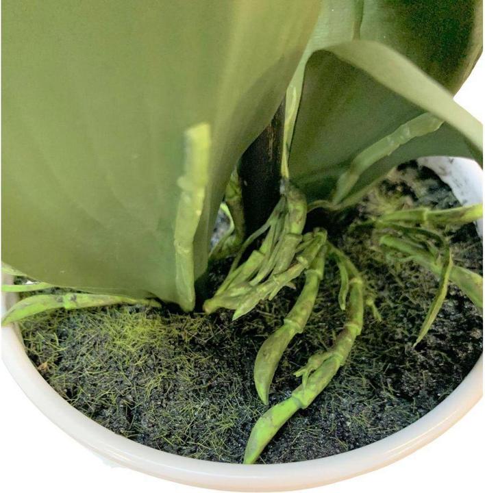 Actual product image Botanic-Haus Phalaenopsis (Orchid) (67 cm)