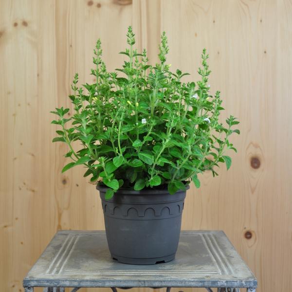 Actual product image Säntispracht Set of 3, The fragrant mountain mint - Calamintha nepeta Marvelette White (35 cm)