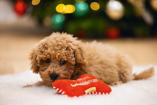 Immagine prodotto Beeztees Ossa di Natale (Cane di peluche)