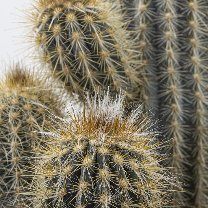 Actual product image Kakteen Gautschi Pilosocereus braunii (20 cm)