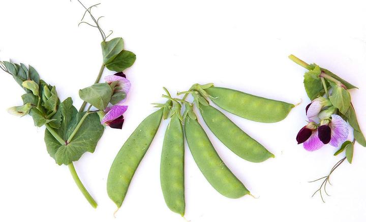 Image du produit Zollinger Bio Kefen, Weggiser (Graines de plantes)