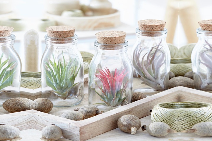 Produktbild Plant in a Box Tillandsia - 3er Mischung Tillandsien in Glasflaschen (5 cm)