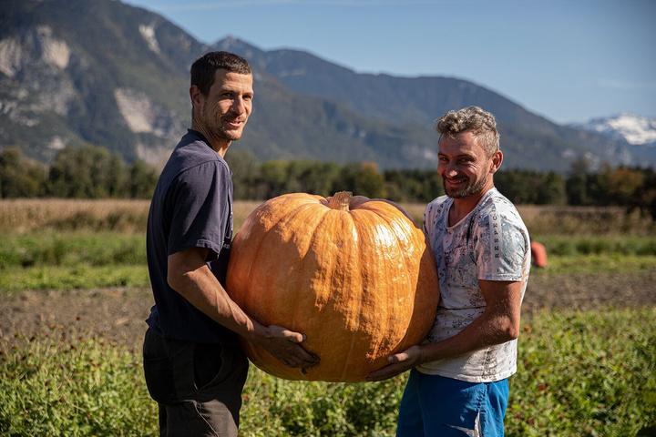 Immagine prodotto Zollinger Bio Zucca, gigante dell'Atlantico (Semi di verdura)
