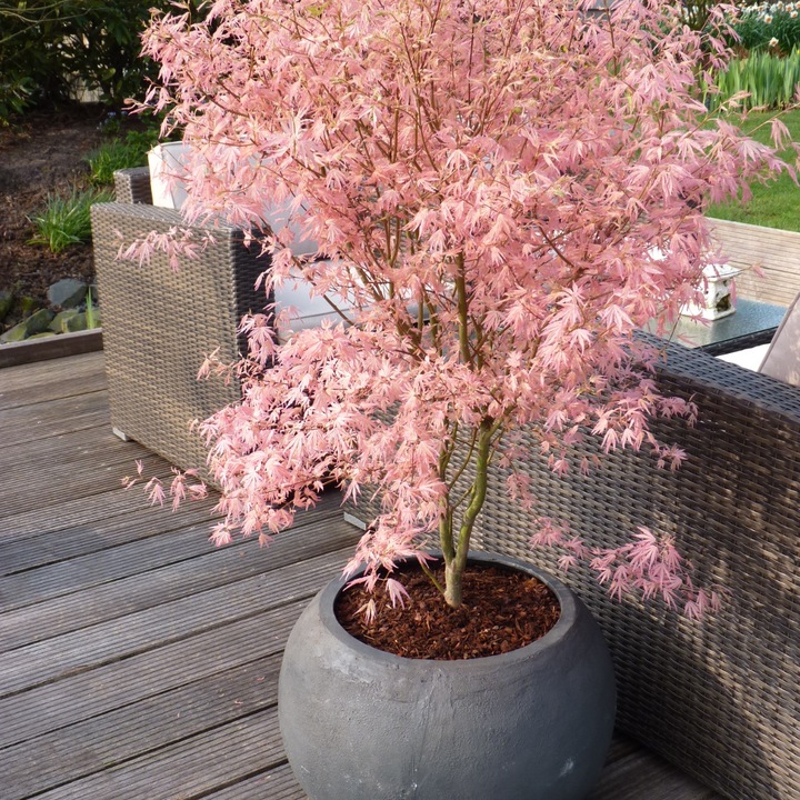 Produktbild Plant in a Box Acer Palmatum 'Taylor' - Ahorn Baum (50 cm)