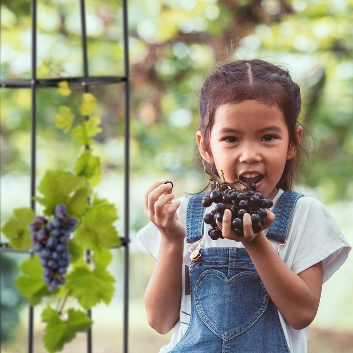 Produktbild Relaxdays Rankhilfe (40 cm, 40 cm)