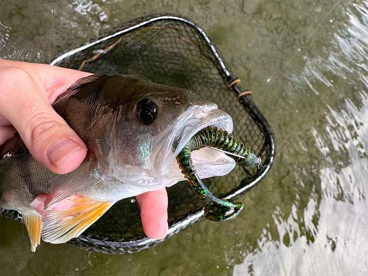 Image du produit Stucki Thun commandant (7.50 cm)