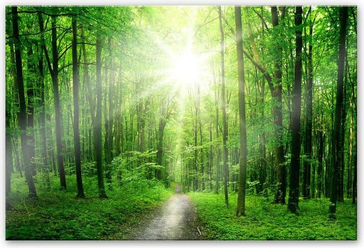 Image du produit Trenddeko Sunny Forest (150 x 100 cm)