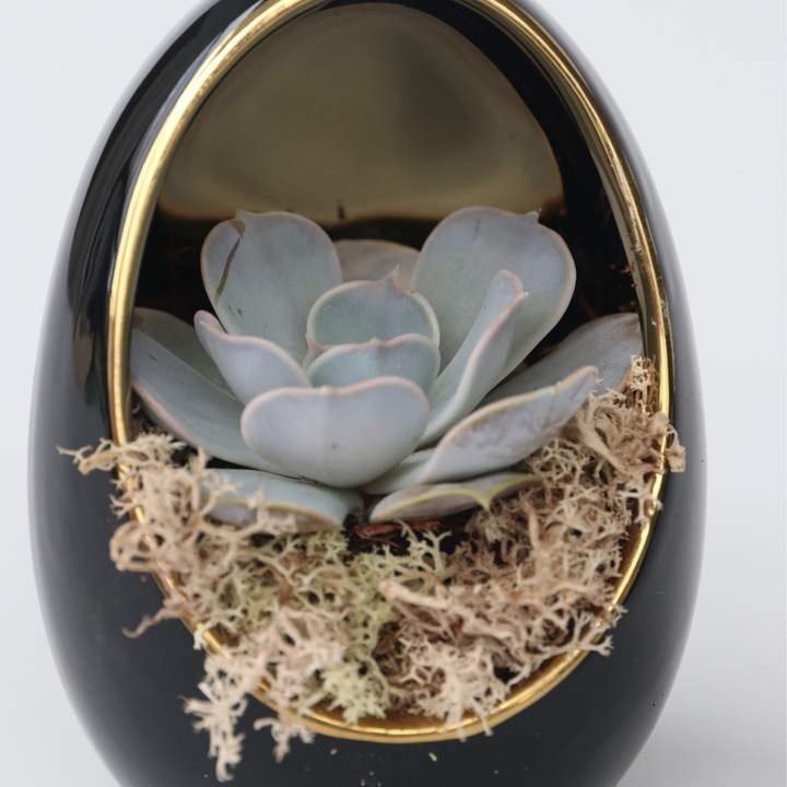 Actual product image Plant in a Box Echeveria lilacina - set of 2 decorative eggs (12 cm)