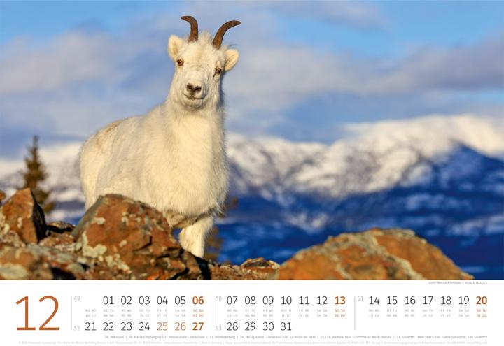 Produktbild Schafe Kalender 2026 (45 x 33 cm)