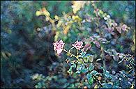 Image du produit Cokin Filtre A065 C.Spot vert (Filtres de couleur)