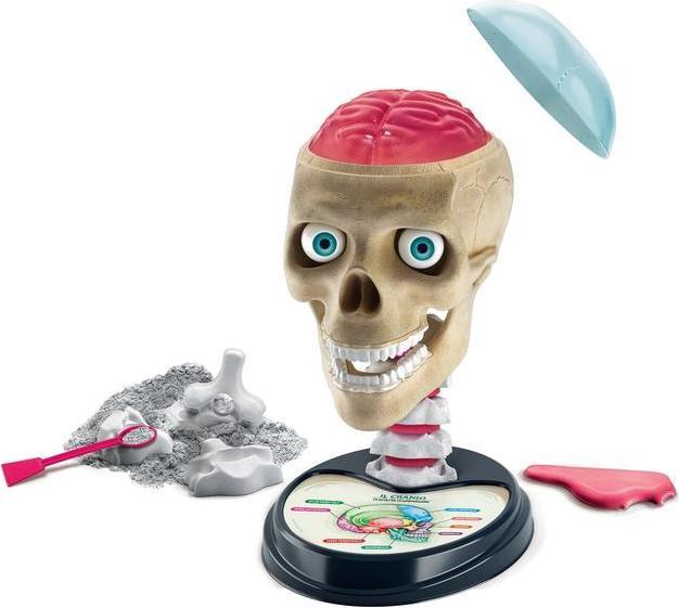 Actual product image Clementoni Anatomia fuori di testa I