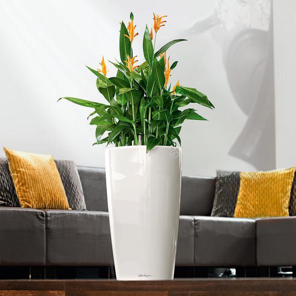 Immagine prodotto Lechuza Rondo (32.50 x 56.50 cm)