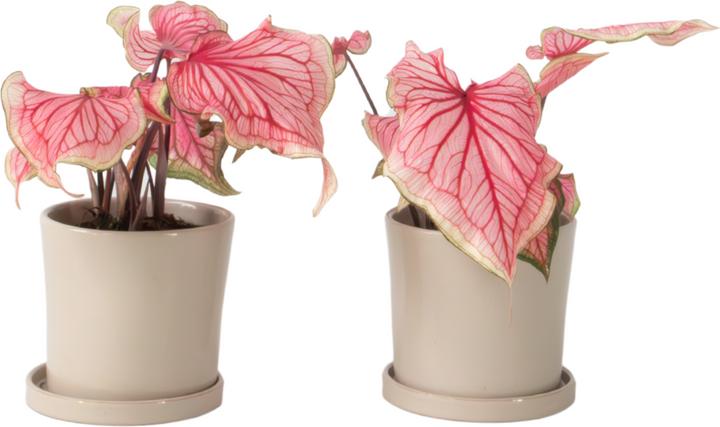 Actual product image Plant in a Box Caladium Sweetheart - (25 cm)