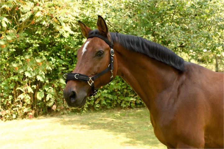 Actual product image Kerbl Lunging halter