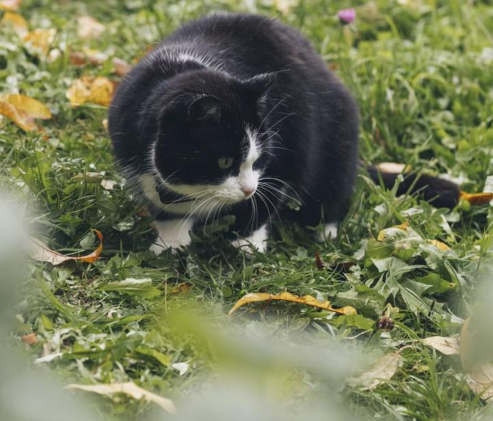 Image du produit Tractive CAT Mini tracker GPS pour chats (Chat, Général)