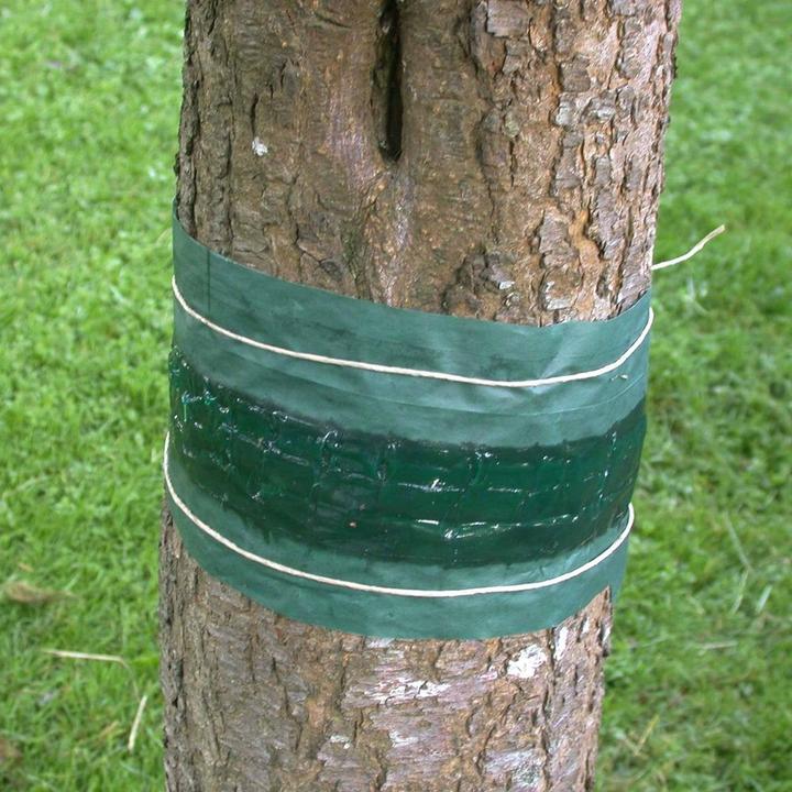 Actual product image Andermatt Biogarten Anti-crawler glue strip (Ants, Caterpillars, Frost moth, Harmful insects)