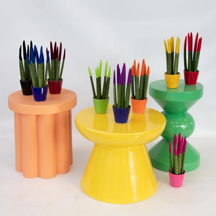 Produktbild Plant in a Box Sansevieria Cylindrica - Zylindersansevieria Velvet Touch (35 cm)