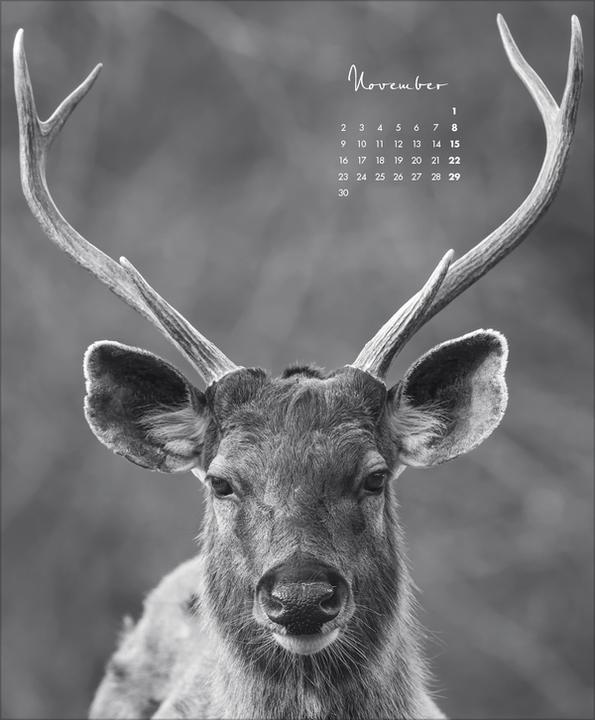 Produktbild WildLife 2026 (45.5 x 55 cm)